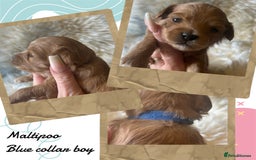 Maltipoo dogs for sale: Fully dna tested Maltipoos  - Image 12