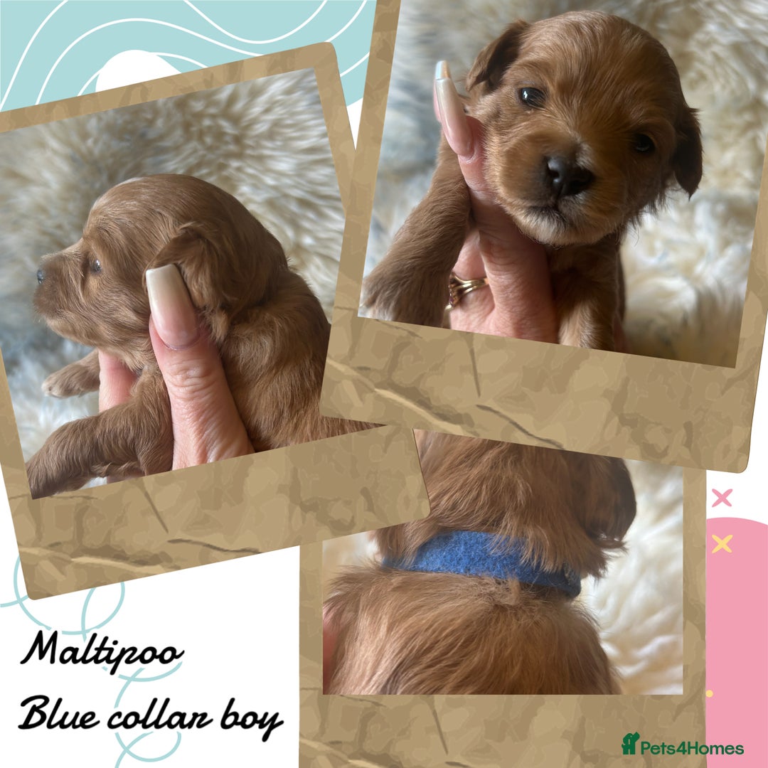 Maltipoo dogs for sale: Fully dna tested Maltipoos  - Image 12