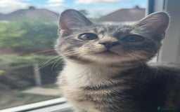 British Shorthair cats for sale: Female British Short Hair Kitten for sale - Image 9