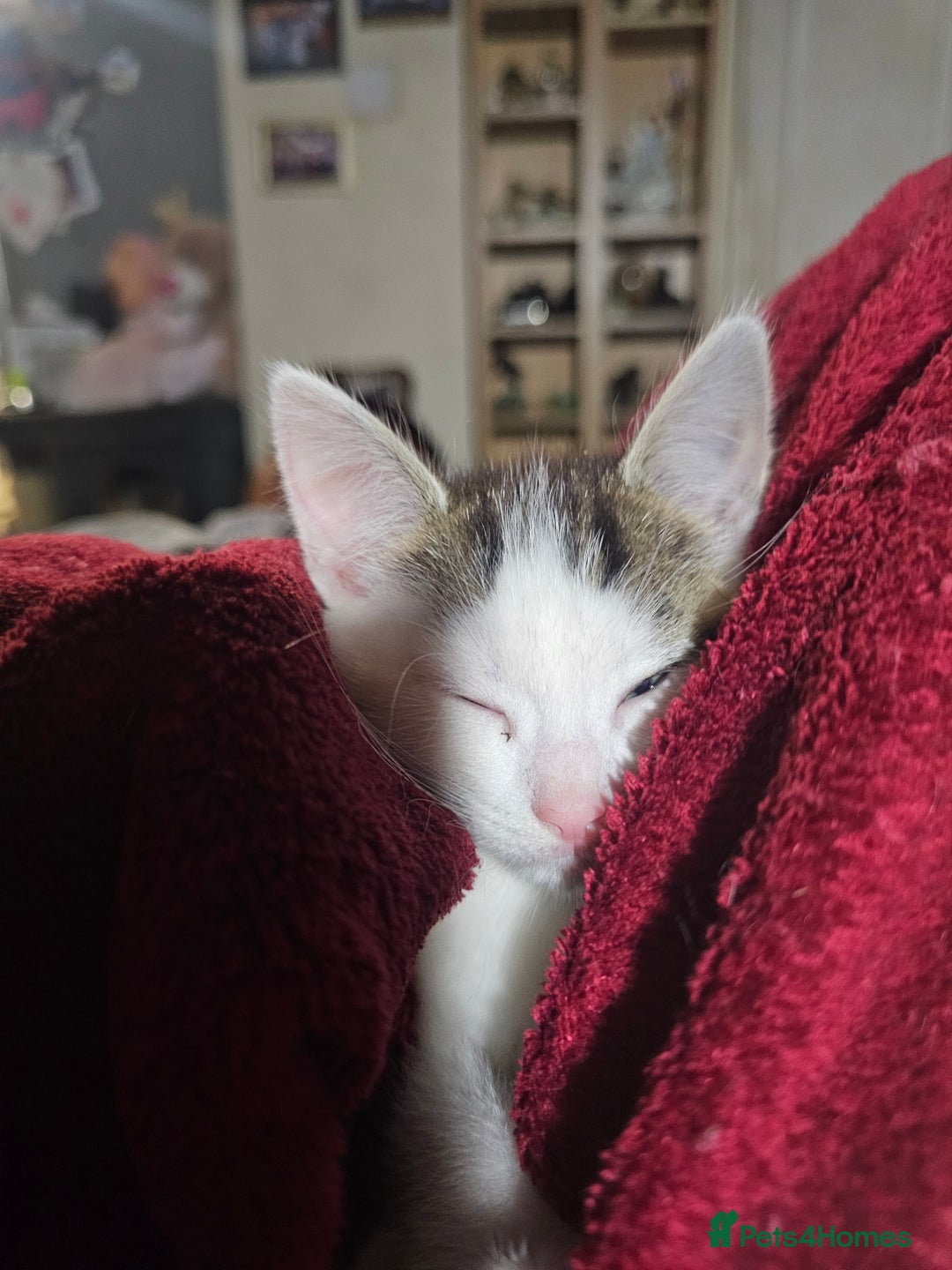 Mixed Breed cats for sale: My sweet pick n mix babies - Image 10