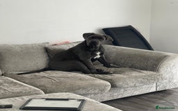 Cane Corso dogs for sale: 11 months old Cane corso for sale - Advert 2