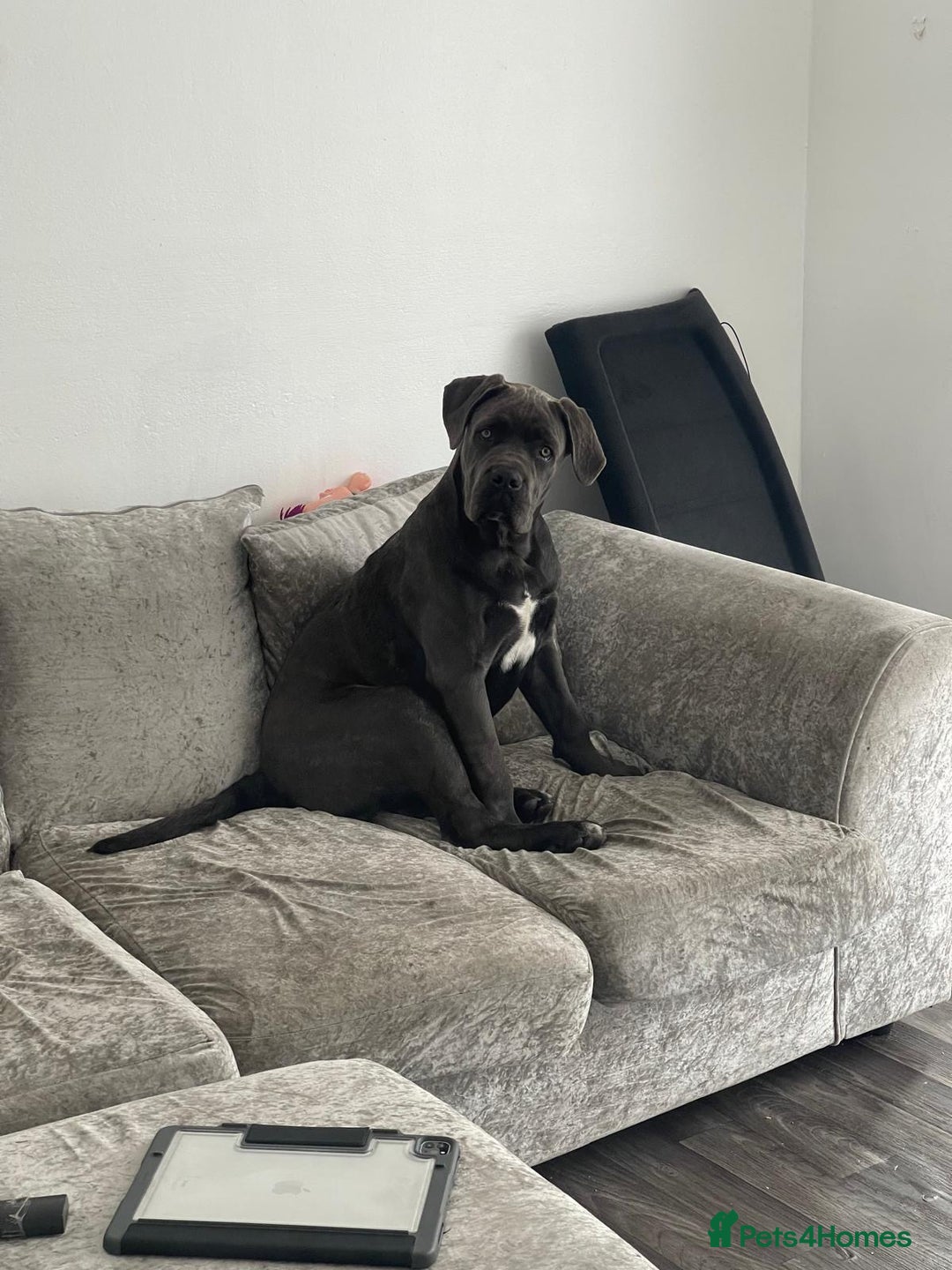 Cane Corso dogs for sale: 11 months old Cane corso for sale - Advert 2