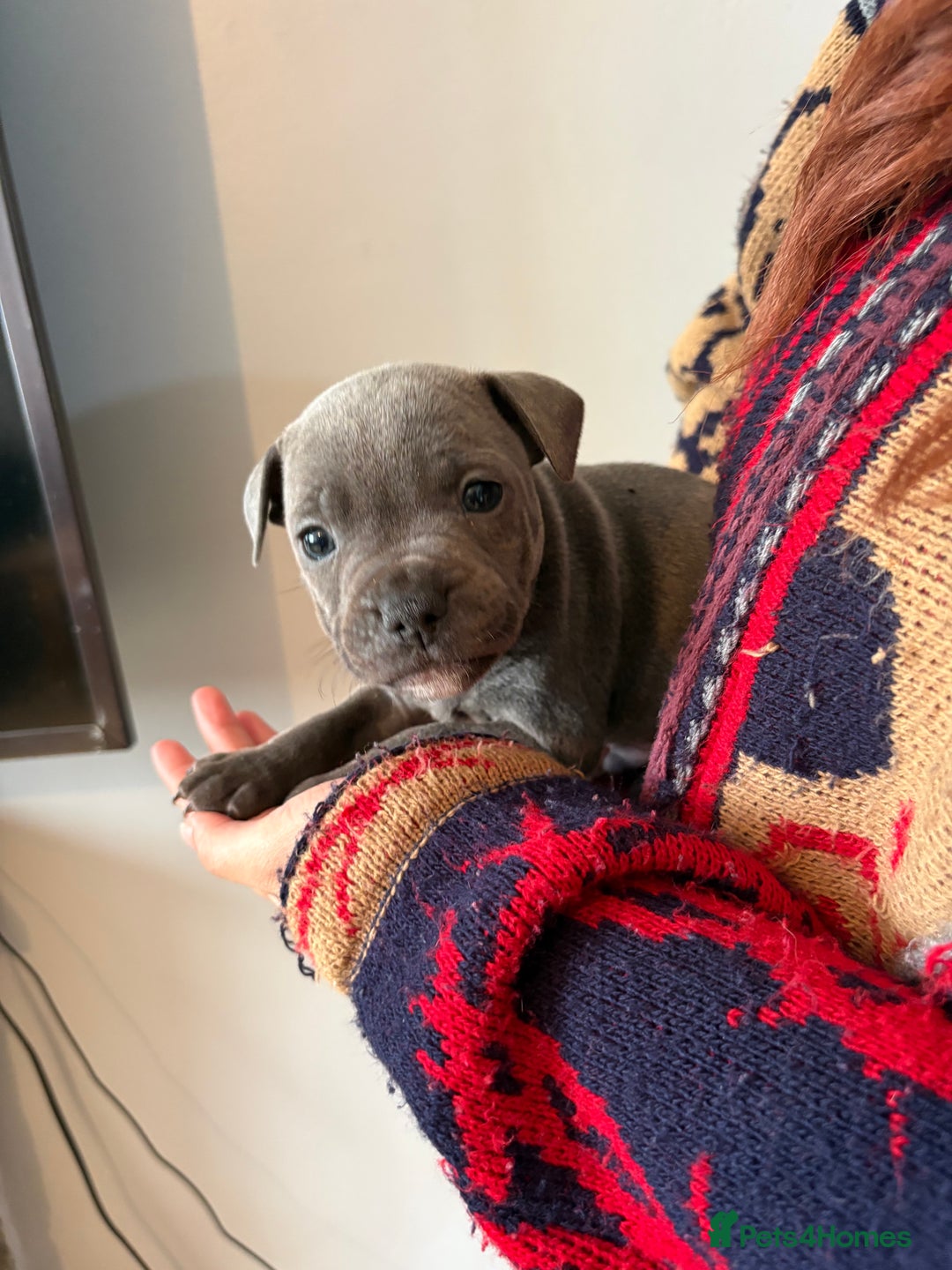 Staffordshire Bull Terrier dogs for sale: 6 Stunning Blue Staffordshire Bull Terrier pups 💙 - Advert 18