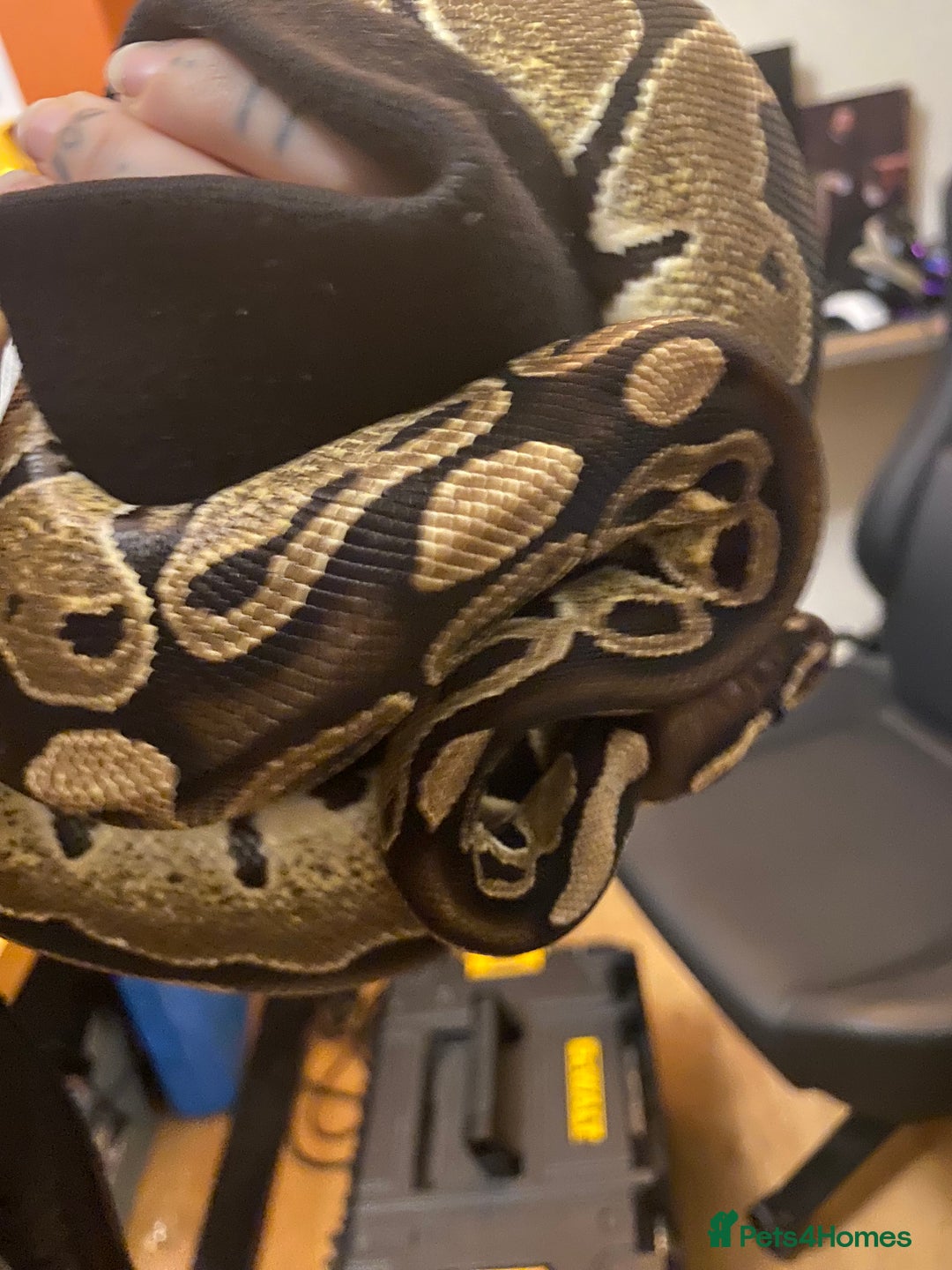 Python Snake reptiles for sale: Female Royal python  - Advert 2
