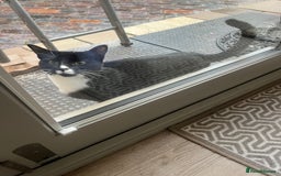 European cats for sale: Black and white female kitten / young cat  - Image 3