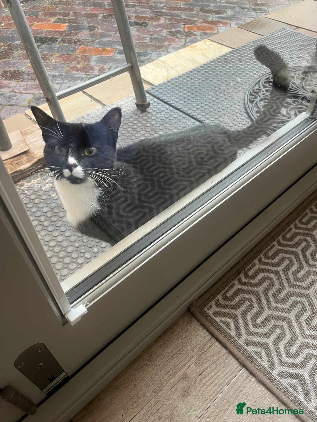 European cats for sale: Black and white female kitten / young cat  - Image 3