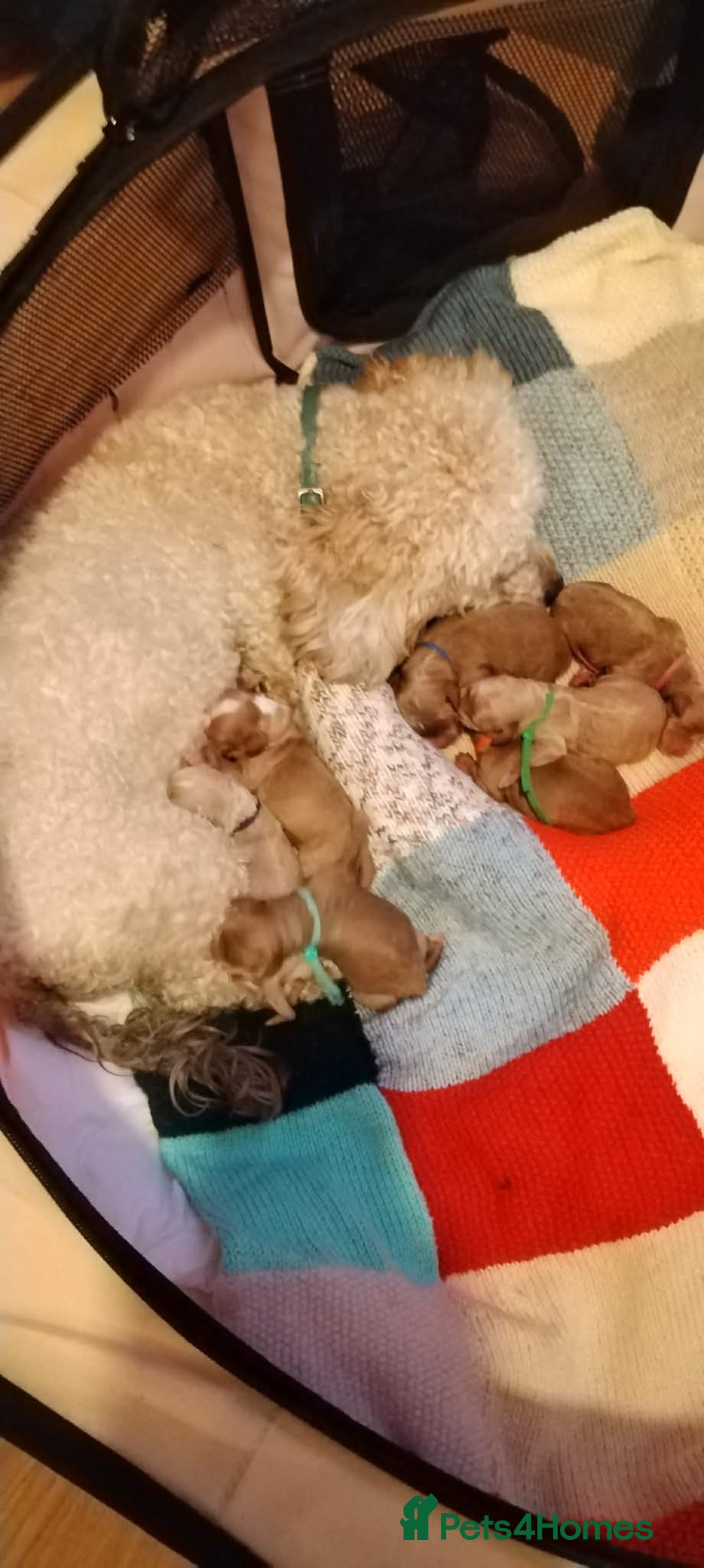 Mixed Breed dogs for sale: Adorable Maltipoo/Cockapoo Puppies - Advert 9