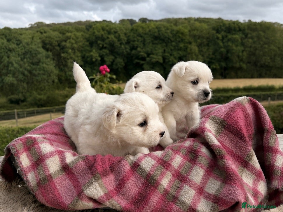 West Highland Terrier dogs Pedigree KC registered WESTIE puppies - Advert 1