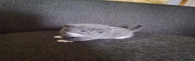 British Shorthair 2