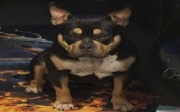 American Bully dogs for sale: Female full pedigree pocket bully - Image 5