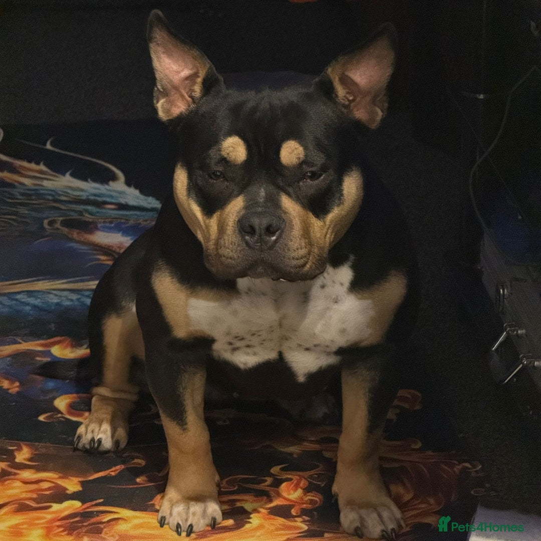 American Bully dogs for sale: Female full pedigree pocket bully - Image 5
