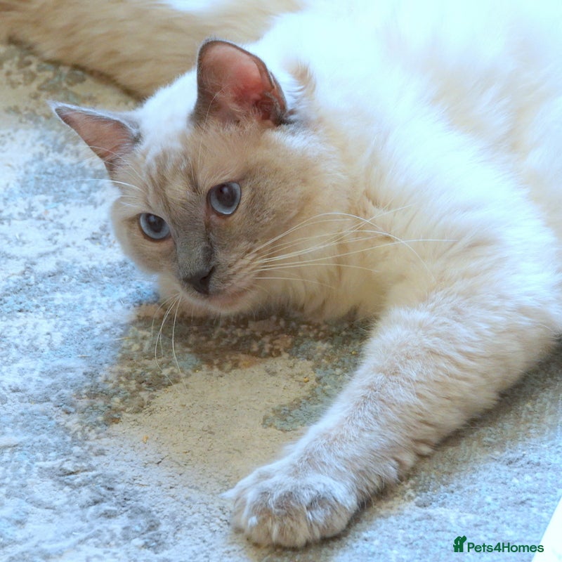 Ragdoll cats Adorable GCCF Ragdoll  - Advert 2