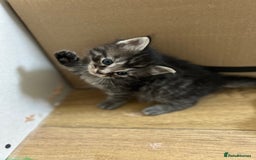 Maine Coon cats for sale: Ragcoon polydactyl kittens - Image 10
