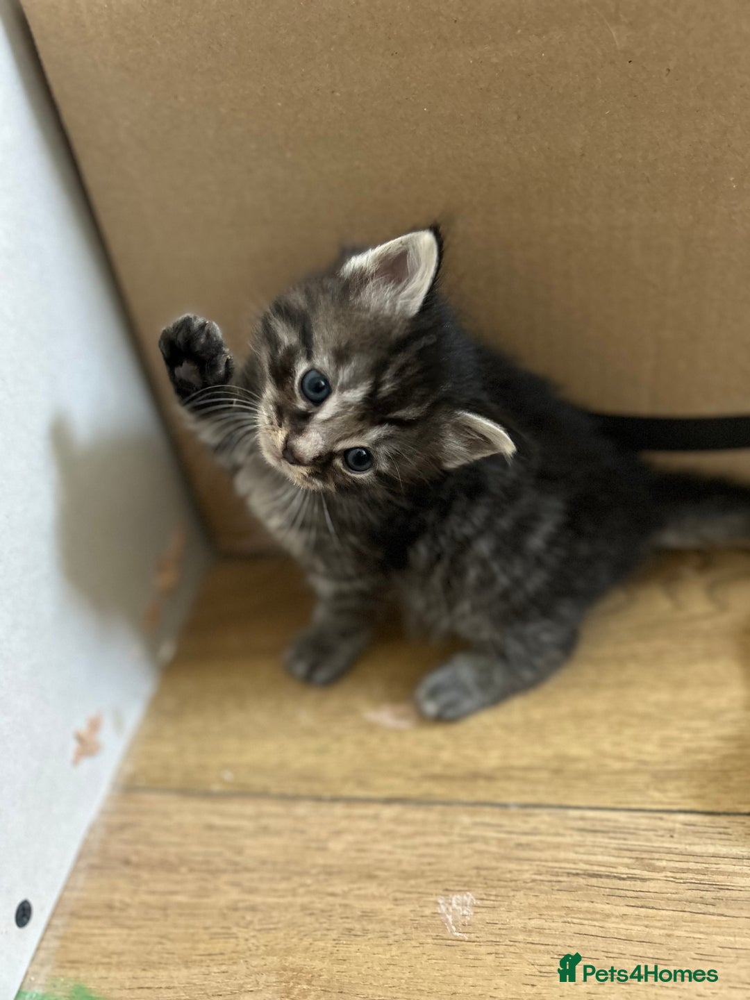 Maine Coon cats for sale: Ragcoon polydactyl kittens - Image 10