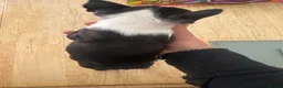 Boston Terrier dogs for sale: Kc reg Stunning full collar Boston terriers  - Advert 10
