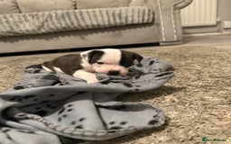 Staffordshire Bull Terrier dogs for sale: Beautiful Staffordshire bull terrier puppies  - Image 14