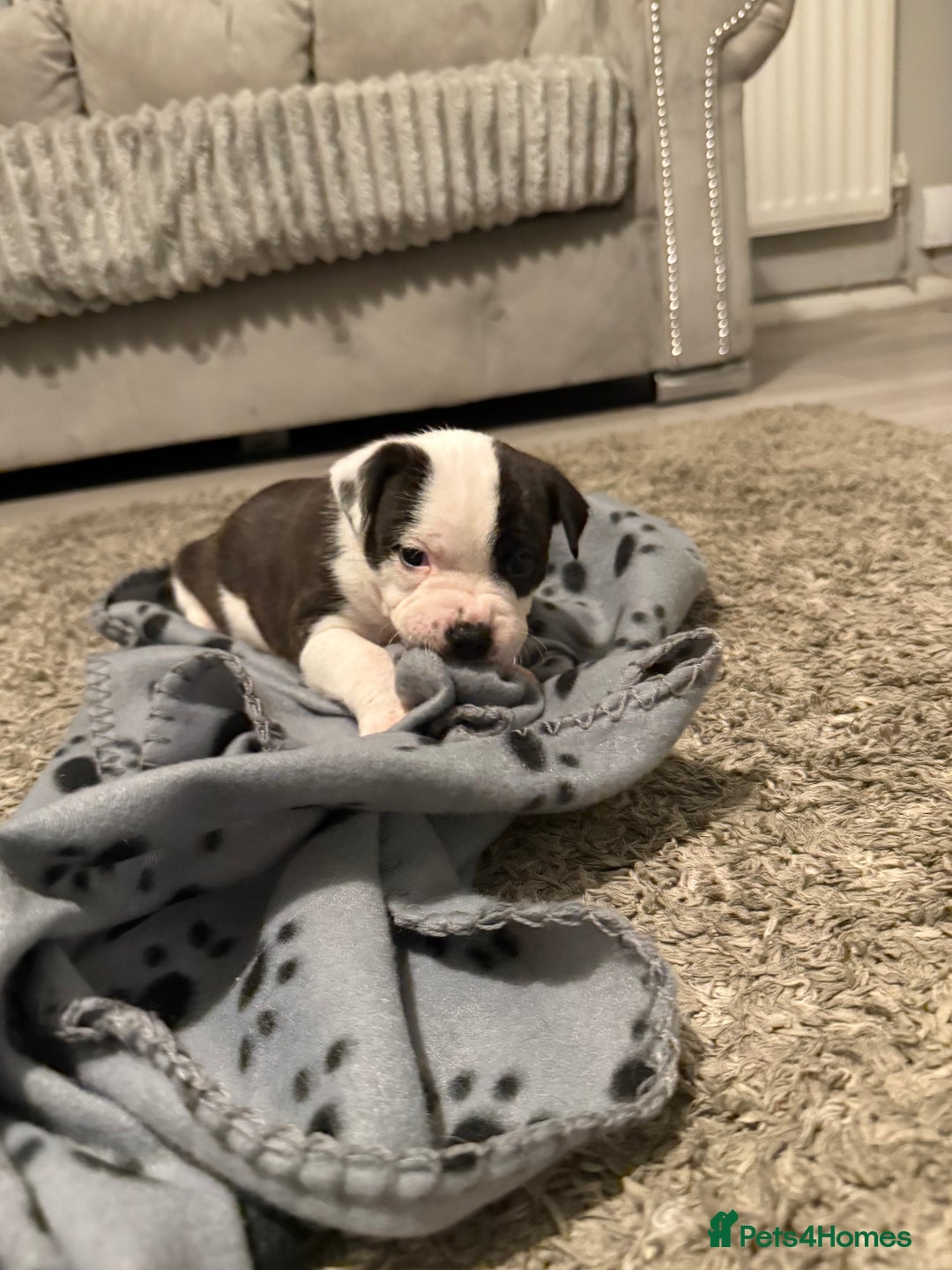 Staffordshire Bull Terrier dogs for sale: Beautiful Staffordshire bull terrier puppies  - Image 14