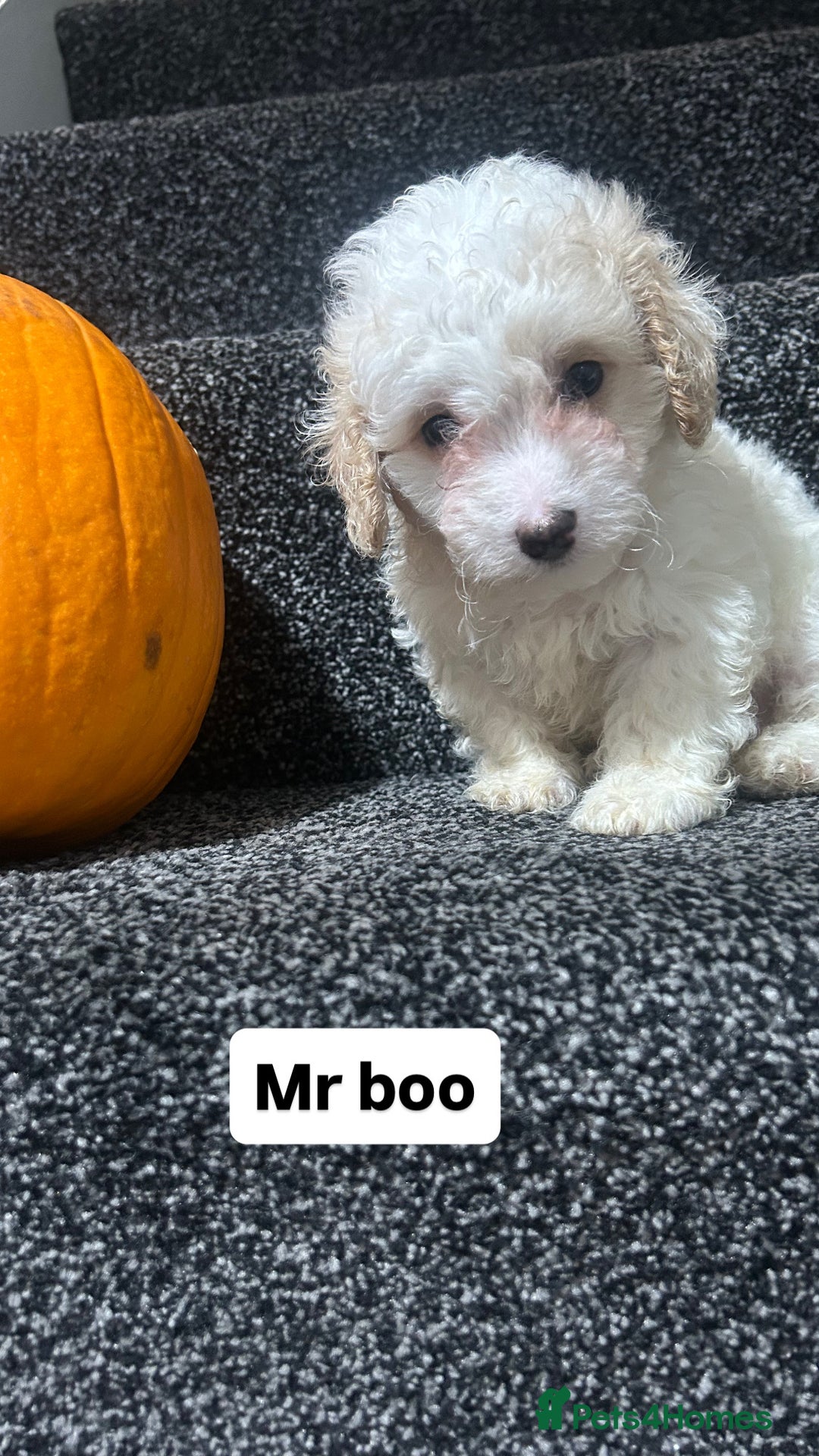 Cockapoo dogs for sale: Stunning toy cockapoo puppies  - Image 9