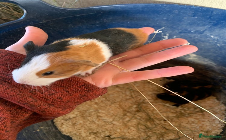 Guinea Pig rodents - Advert 1