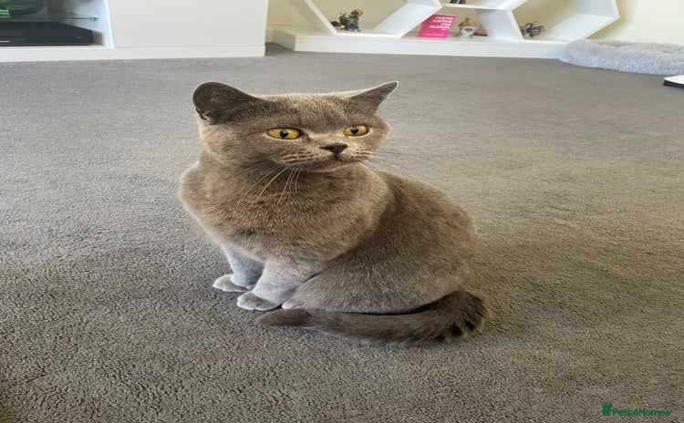 British Shorthair cats - Advert 1