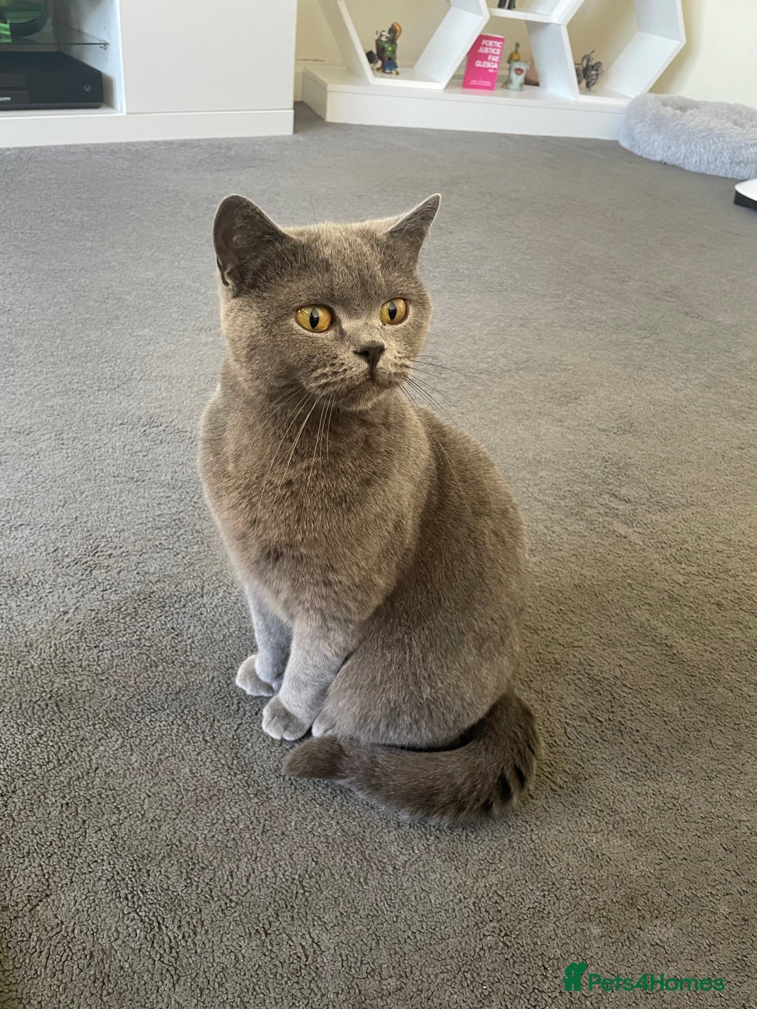 British Shorthair cats for sale: Looking for a loving home for Ash - Image 1