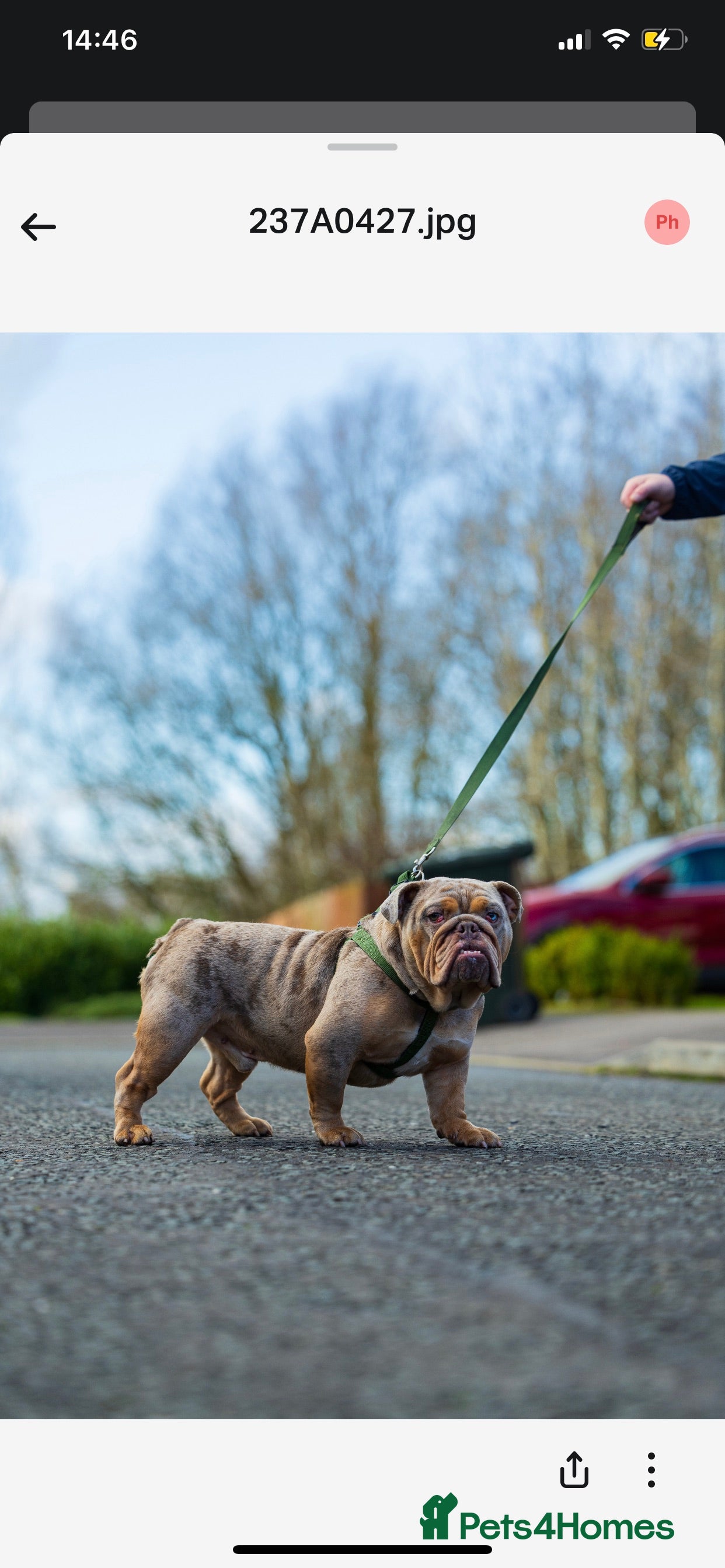 English Bulldog dogs lilac tri Merle stud in Manchester - Advert 3