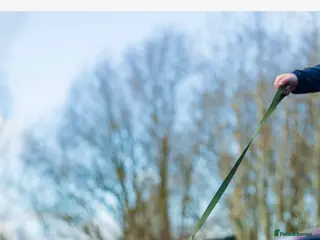 English Bulldog dogs lilac tri Merle stud in Manchester - Advert 17