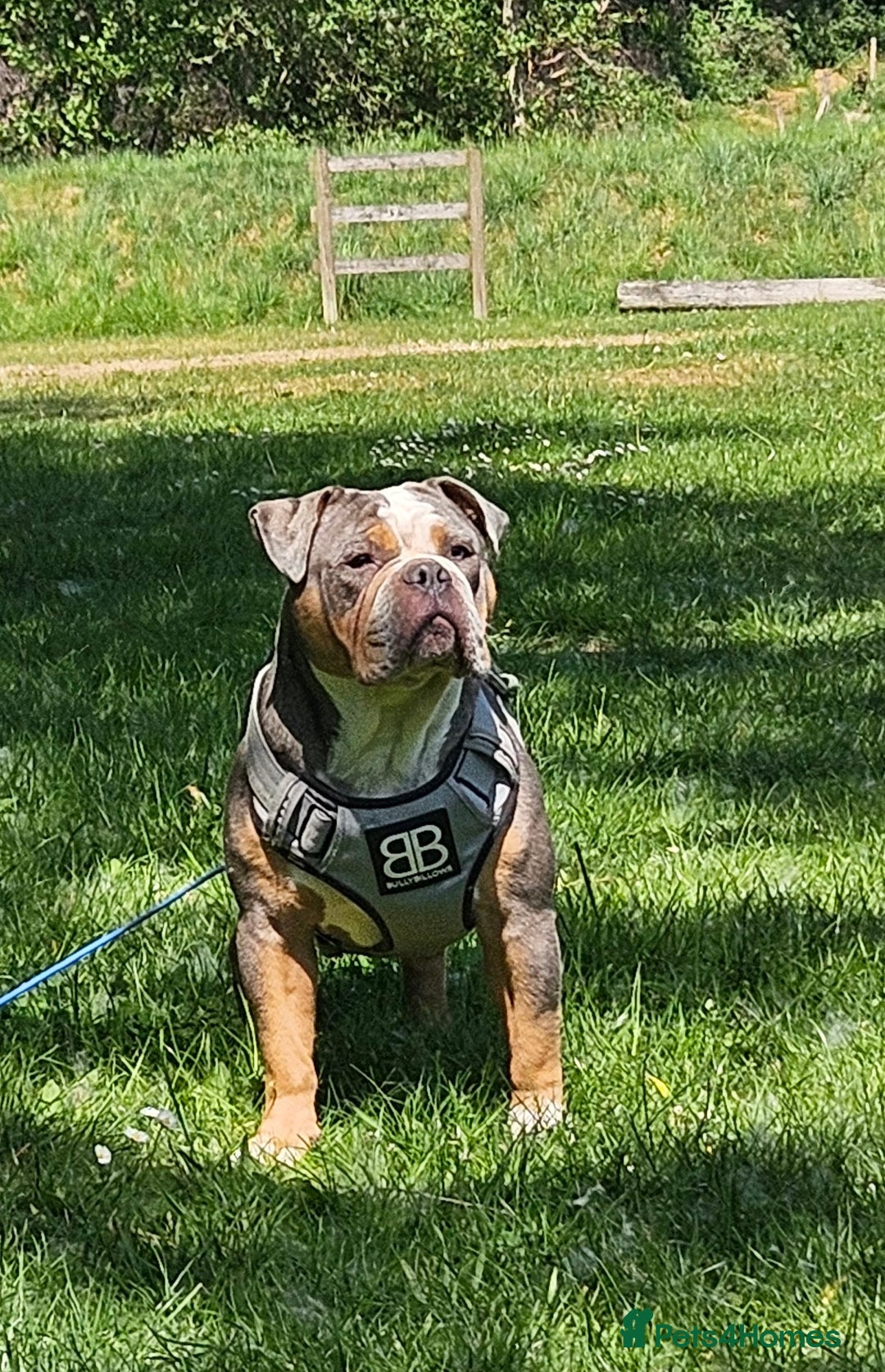 Olde English Bulldogge dogs for sale: old english bulldogg - Advert 7