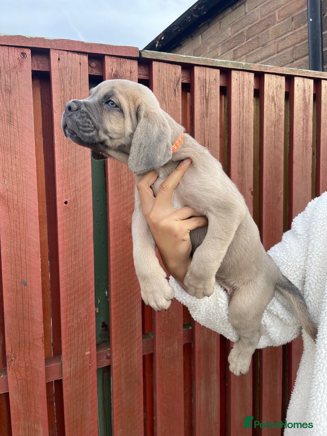 Cane Corso dogs for sale: cane corso pups - Image 6
