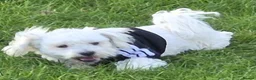 Maltese dogs for sale: Maltese dogs - Advert 3
