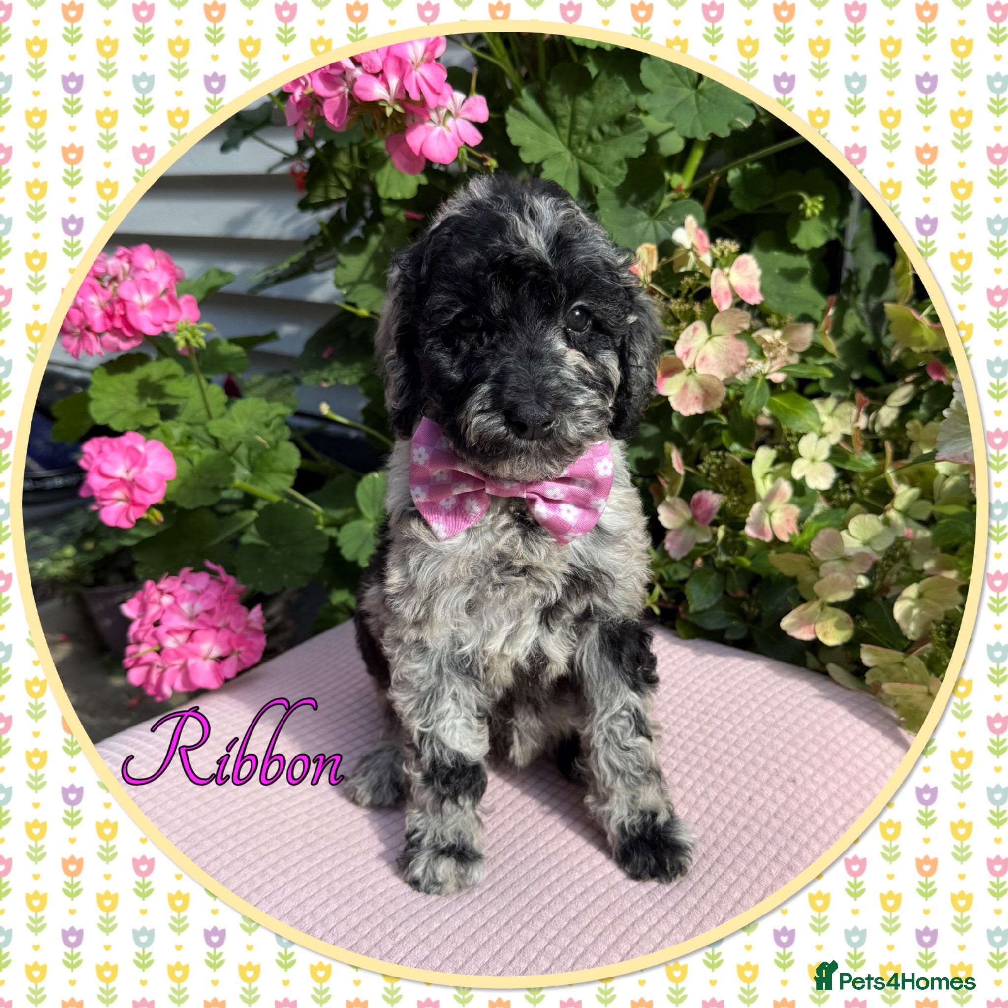 Labradoodle dogs 🌈CAN STAY FOR UPCOMING HOLS🌈OUTSTANDING PUPS🌈 - Advert 1
