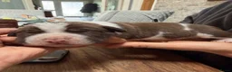 Mixed Breed dogs for sale: English bull dog cross springer  - Advert 9