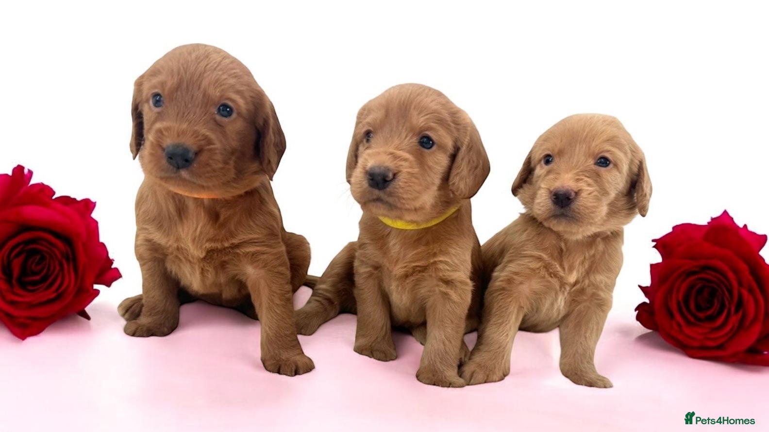 Labradoodle dogs ⭐️Fully Health Tested F1 Miniature Labradoodles⭐️ - Advert 11