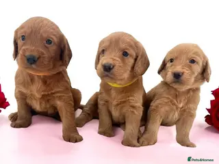 Labradoodle dogs ⭐️Fully Health Tested F1 Miniature Labradoodles⭐️ - Advert 14