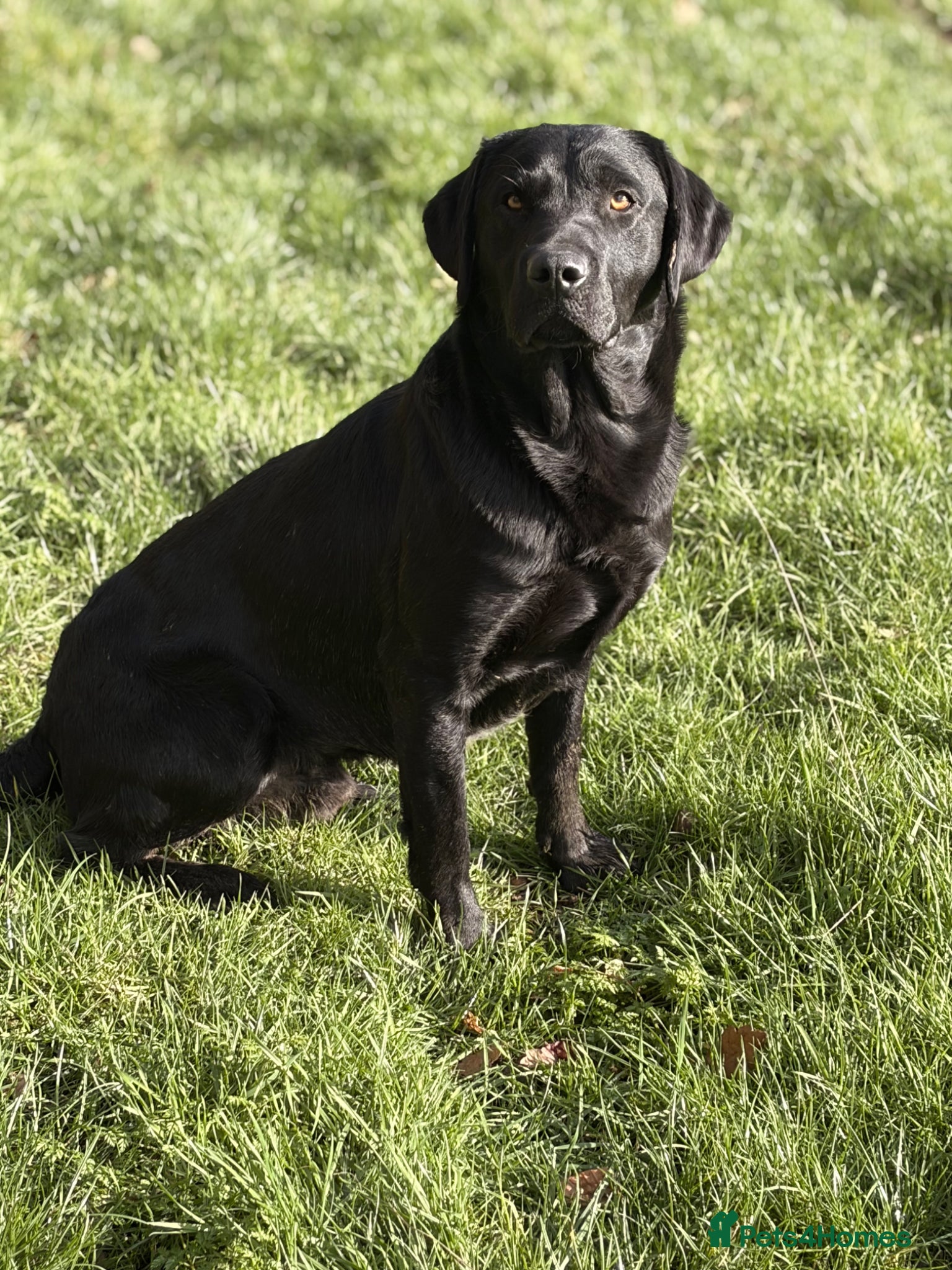 Labrador Retriever dogs KC registered well bred fully health tested  - Advert 1
