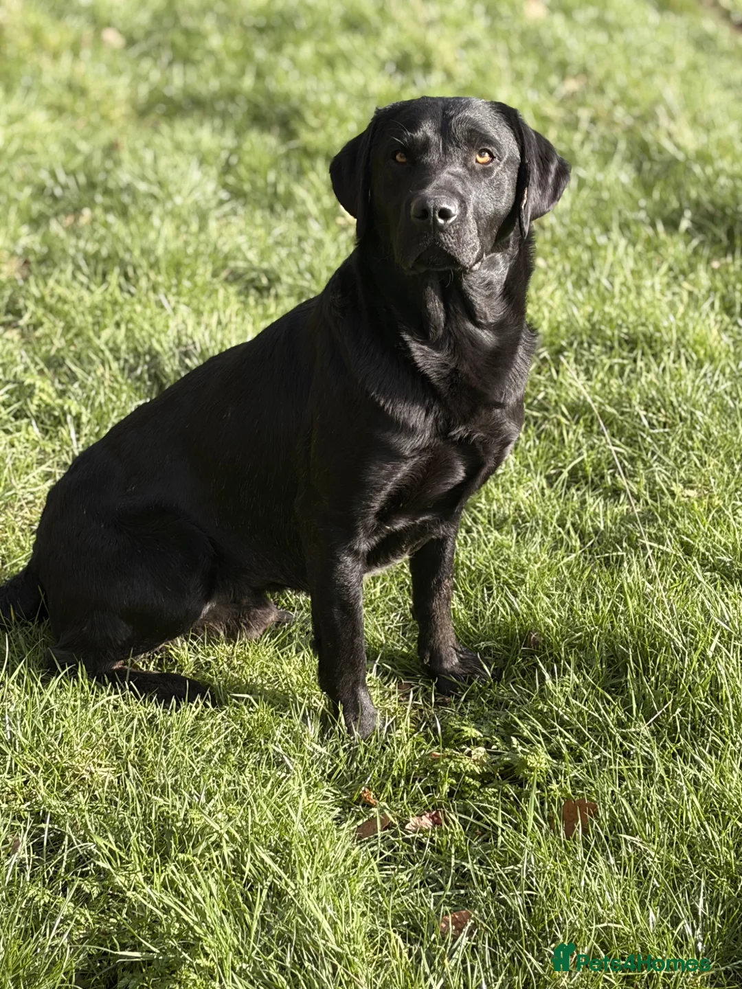 Labrador Retriever dogs for stud: KC registered well bred fully health tested  - Advert 1