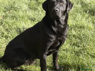 Labrador Retriever dogs KC registered well bred fully health tested - Advert 1