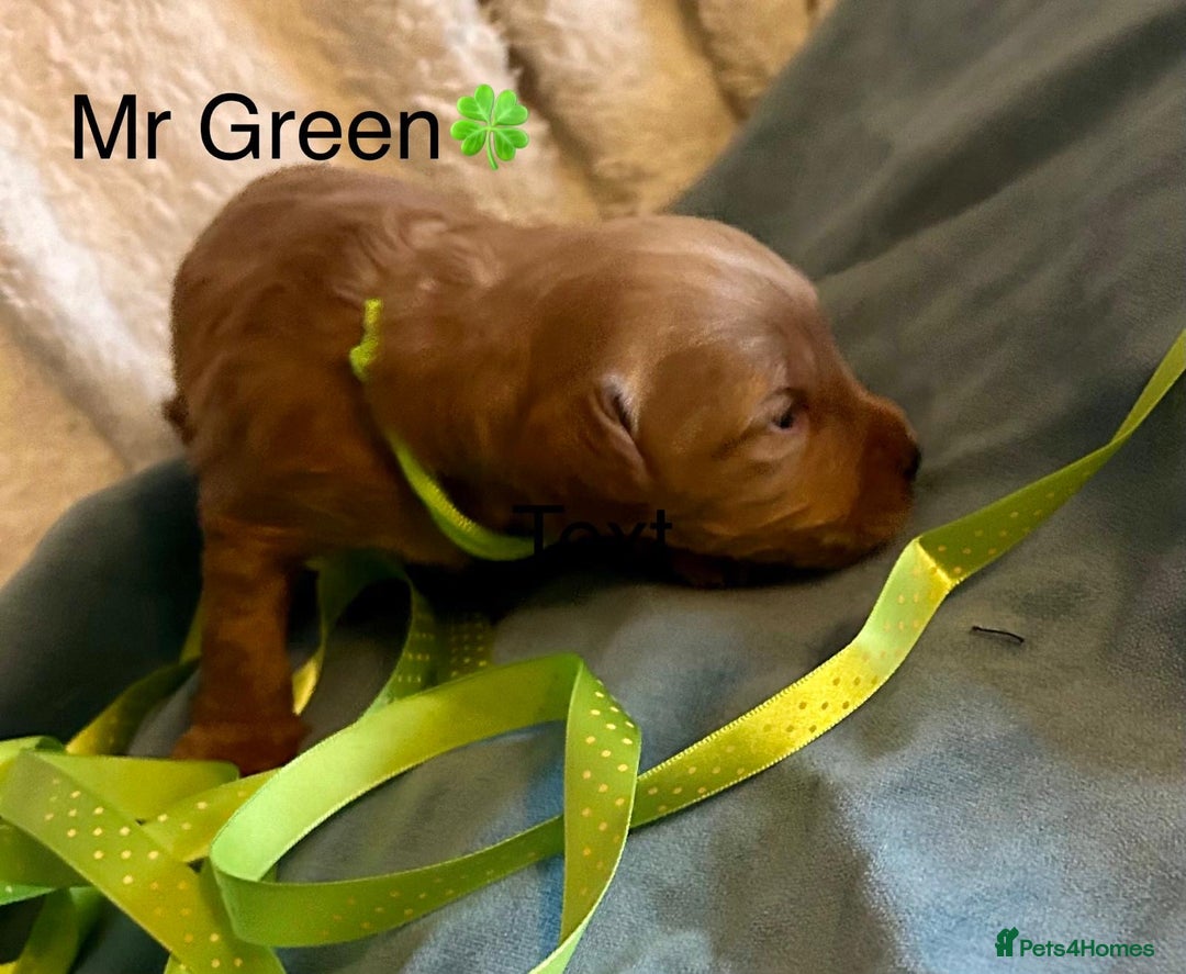 Labradoodle dogs for sale: 🥰 Cute Miniature labradoodle Pups 💖💕 - Advert 21