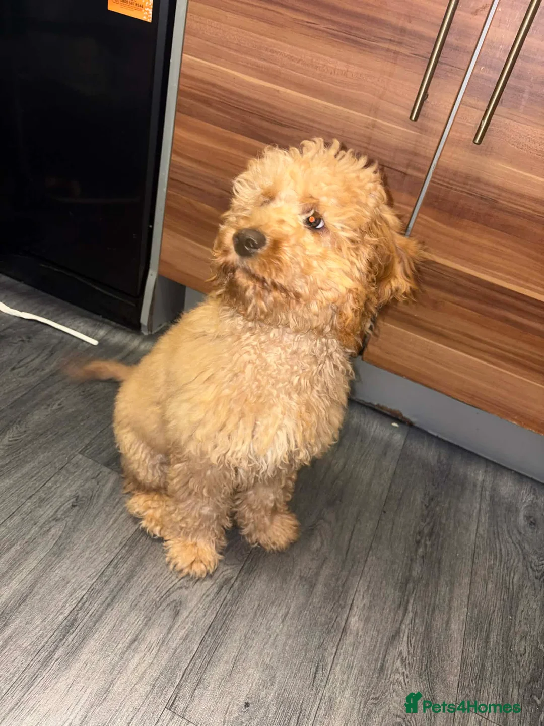 Cockapoo dogs for sale: Stunning cockapoo in Preston - Advert 2
