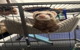 Ferret rodents for sale: Female Ferret With Hormone Implant - Image 2