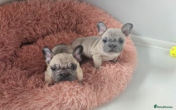 French Bulldog dogs for sale: Beautiful Velvet French Bulldog Puppies - Image 3