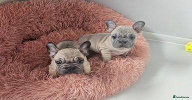 French Bulldog dogs - Advert 7