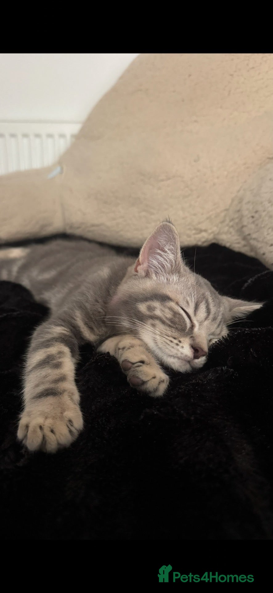British Shorthair cats ‼️1 REMAINING‼️ BSH cross kittens available💞 - Advert 8