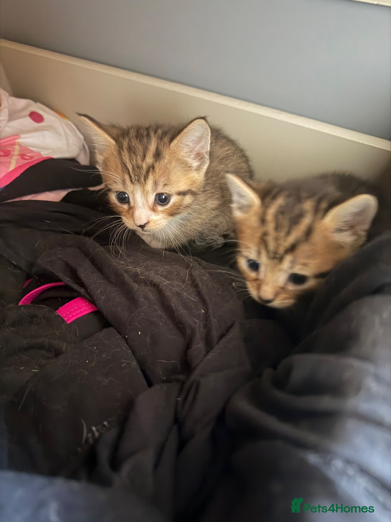 British Shorthair cats for sale: 8 gorgeous kittens  - Advert 6