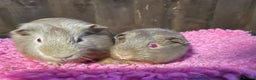 Guinea Pig rodents for sale: 2 sows & 2 boars - Advert 2