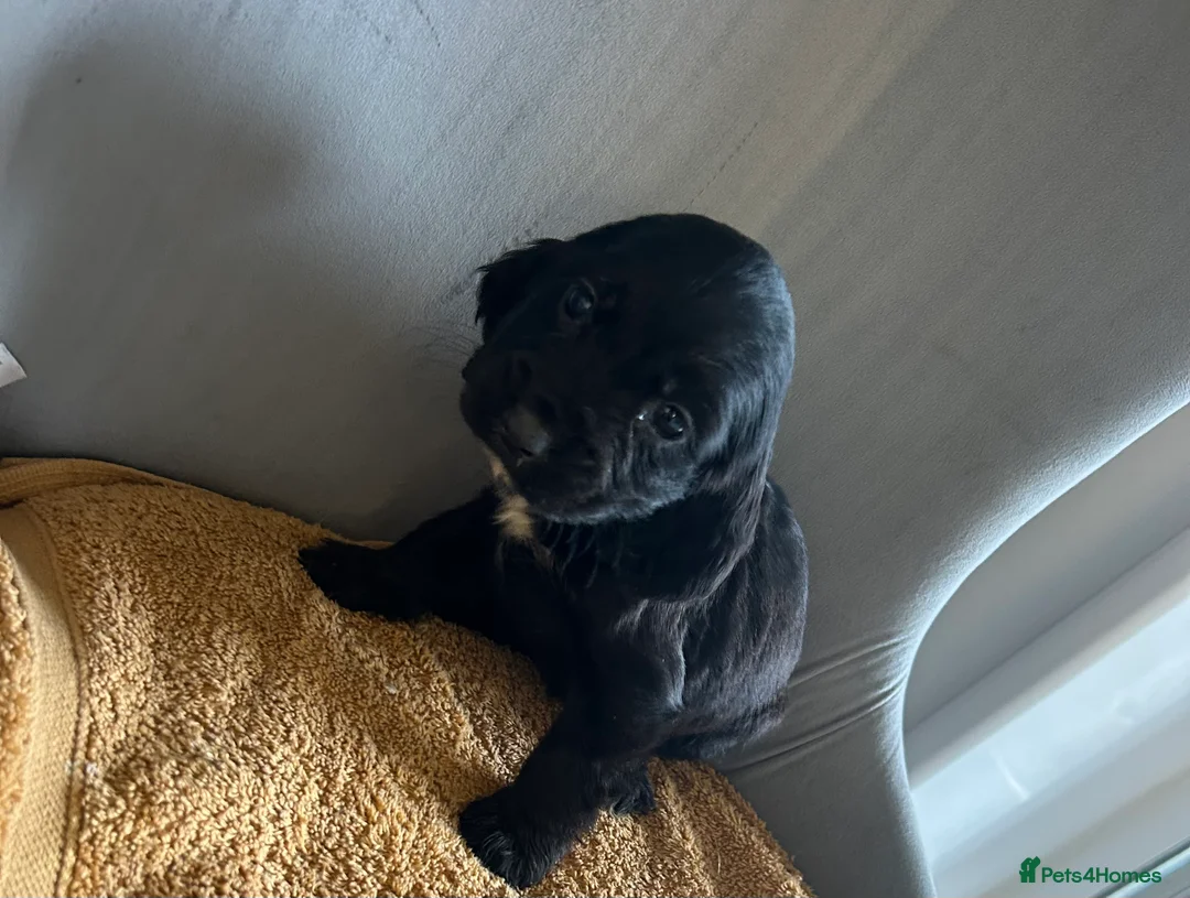 Cocker Spaniel dogs for sale:  **  Day Baby’s. 8 cocker spaniel puppies.  - Advert 11