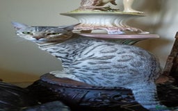 Bengal cats for sale: Bengal Adolescent & Young Adult Entire Males - Image 4