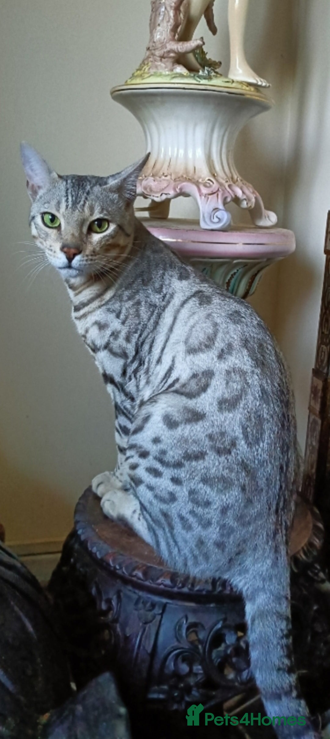 Bengal cats for sale: Bengal Adolescent & Young Adult Entire Males - Image 4