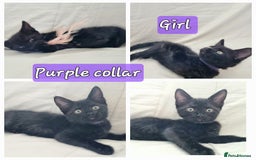 Mixed Breed cats for sale: 5 beautiful kittens for sale.Read the description. - Image 7