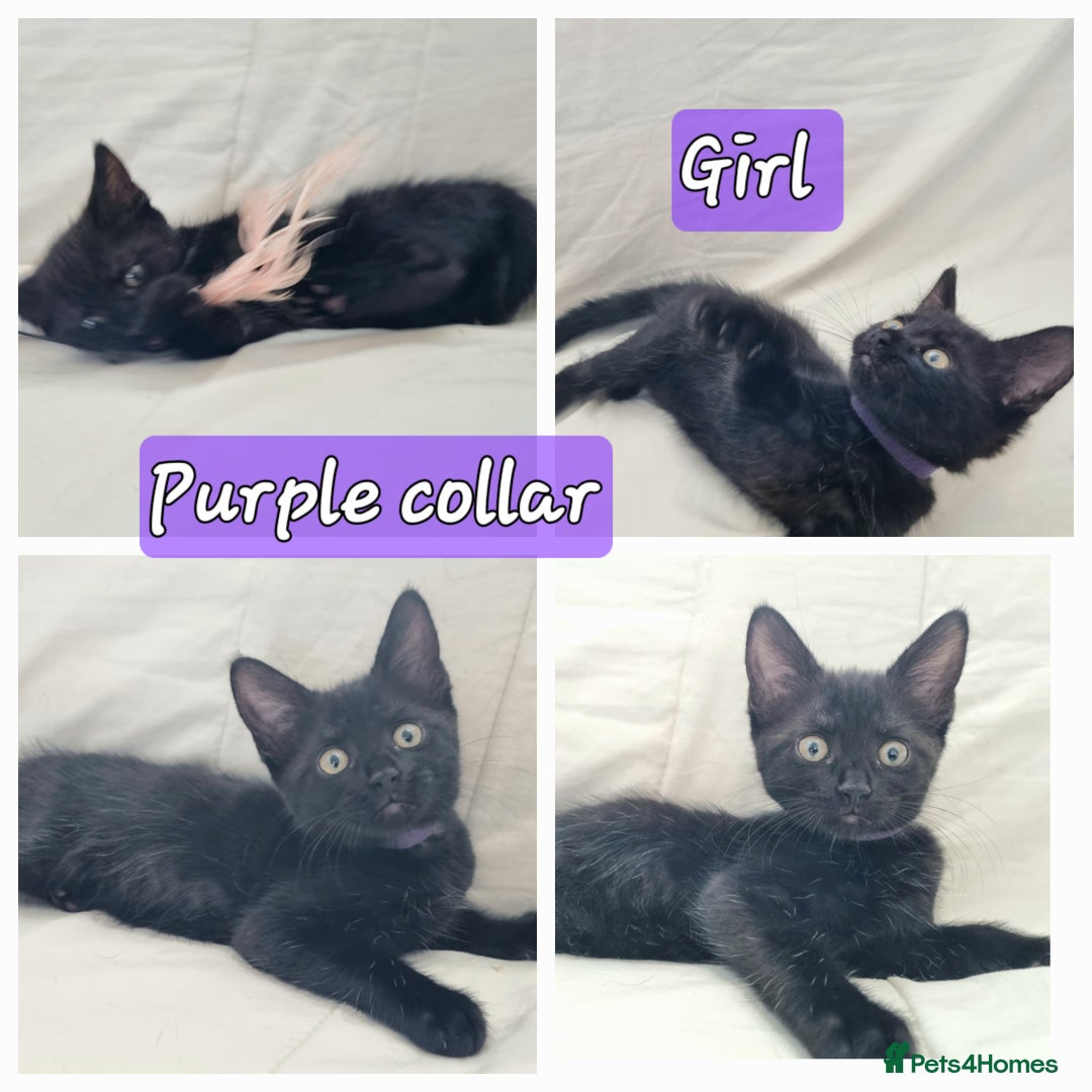 Mixed Breed cats for sale: 5 beautiful kittens for sale.Read the description. - Image 7